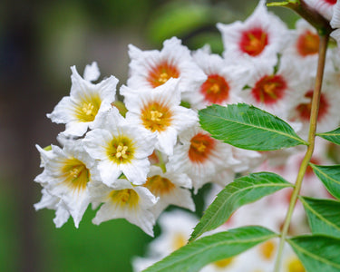 5 YELLOWHORN TREE Xanthoceras Sorbifolium aka Goldenhorn, Raintree, Chinese Flowering Chestnut - White Yellow Red Fragrant Flower Seeds